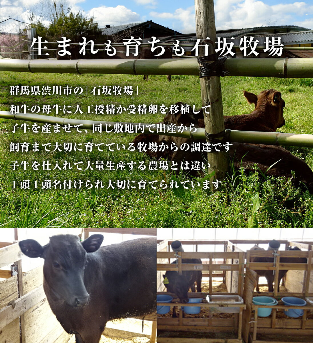生まれも育ちも石坂牧場