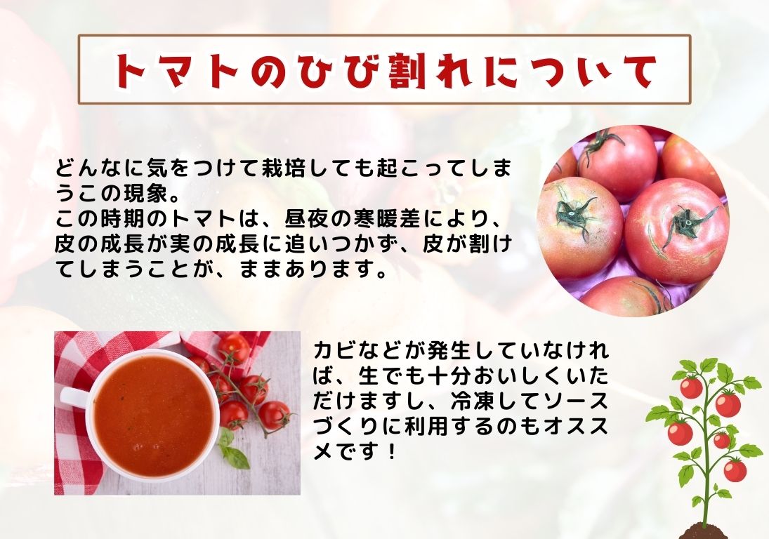 トマトのひび割れについて
