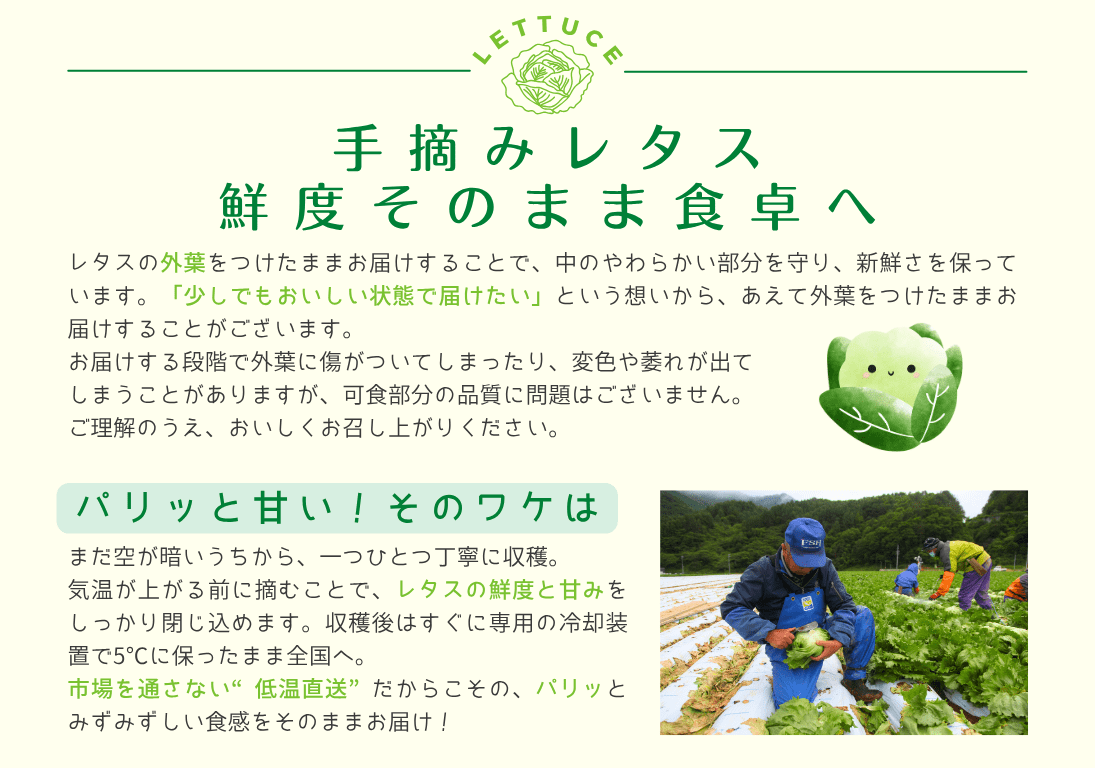 レタス