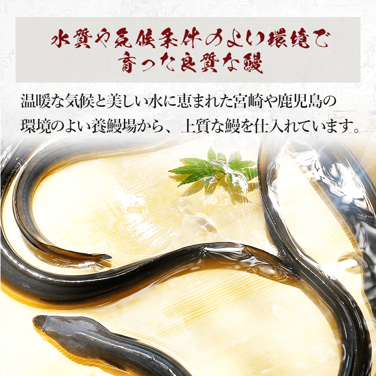 鹿児島県産手焼きうなぎ