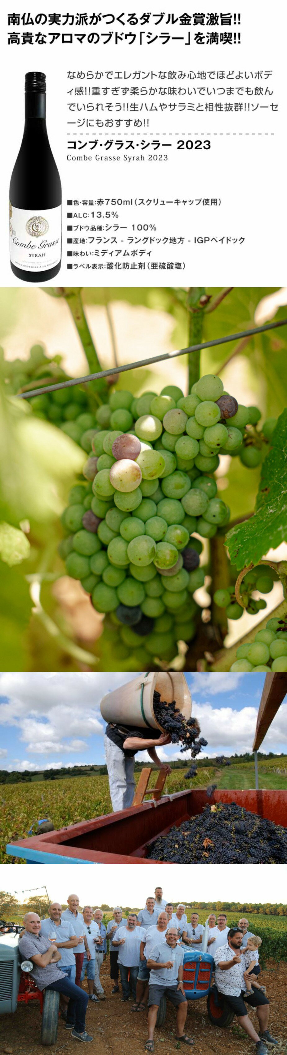 コンブ・グラス・シラー