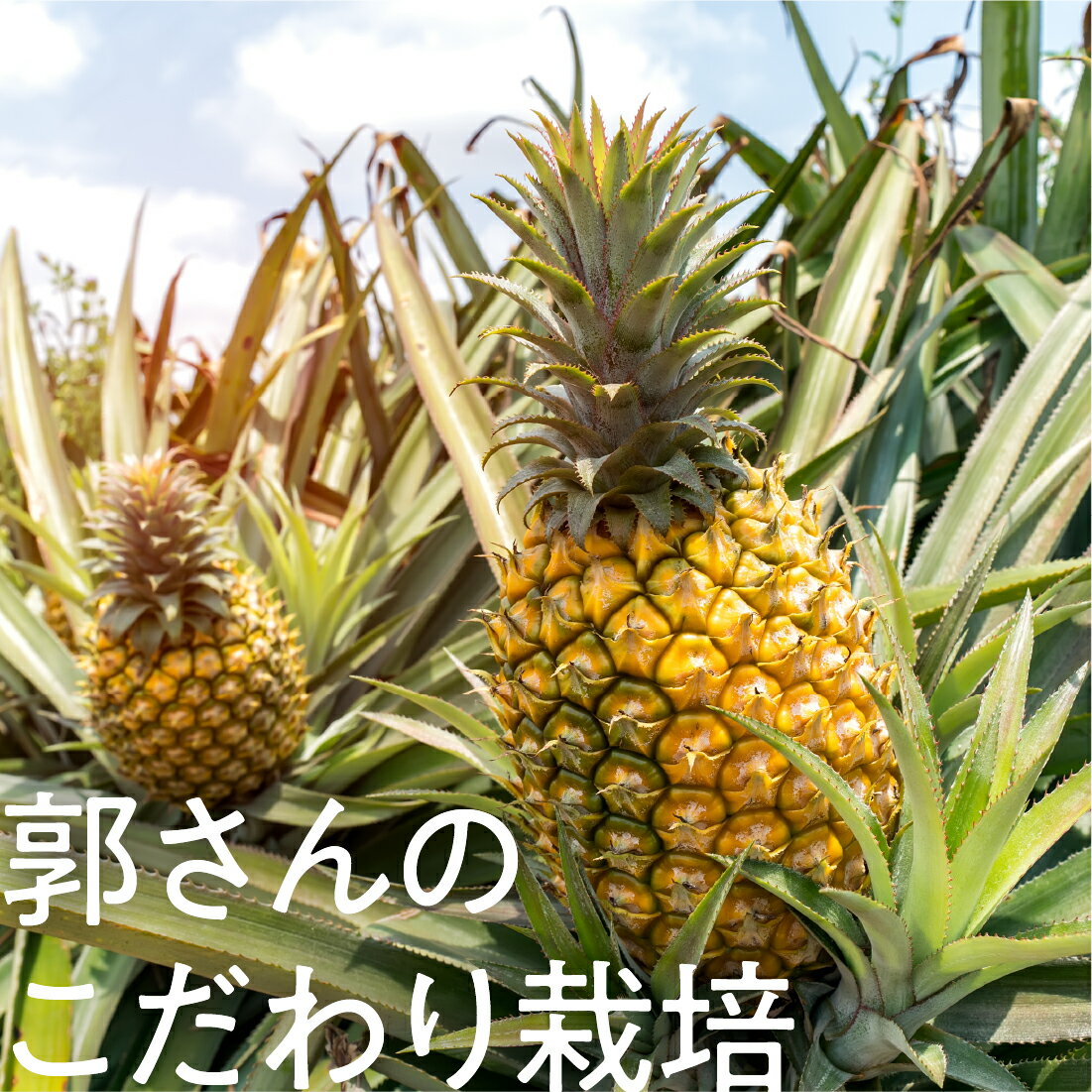 ひー　(パイン) Oisix]芯までまるごと！はちみつパイン｜楽天マート - ネットスーパー