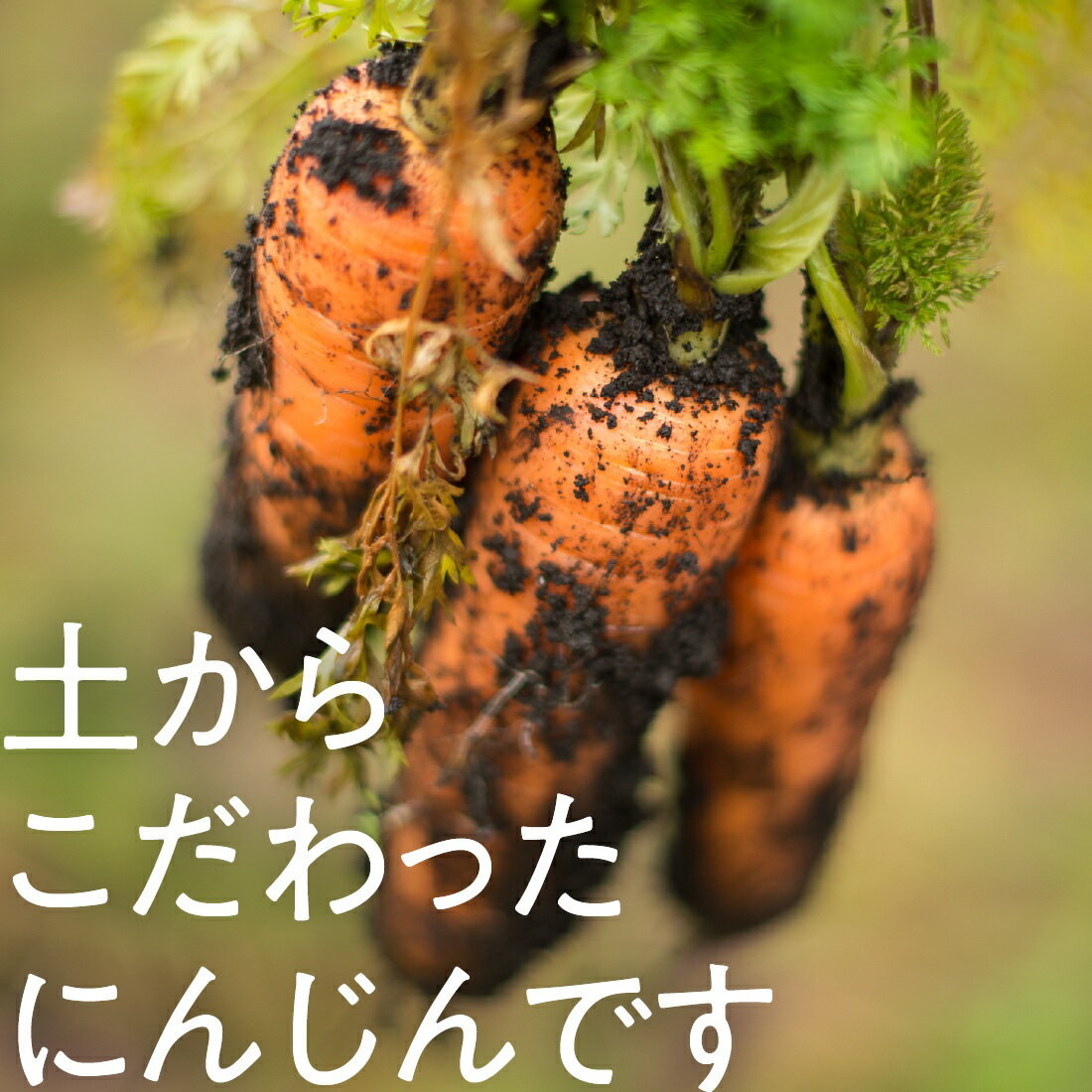 Oisix]生食がおすすめ！たつやのにんじん｜楽天マート - ネットスーパー