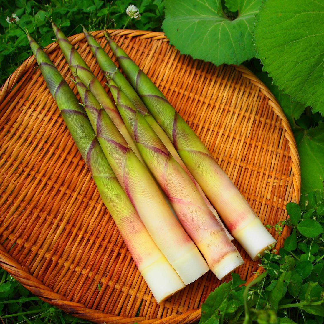 令和7年　秋田県　ネマガリダケ　缶詰　10個セット 令和7年 秋田県 ネマガリダケ 缶詰 10個セット 令和7年 秋田