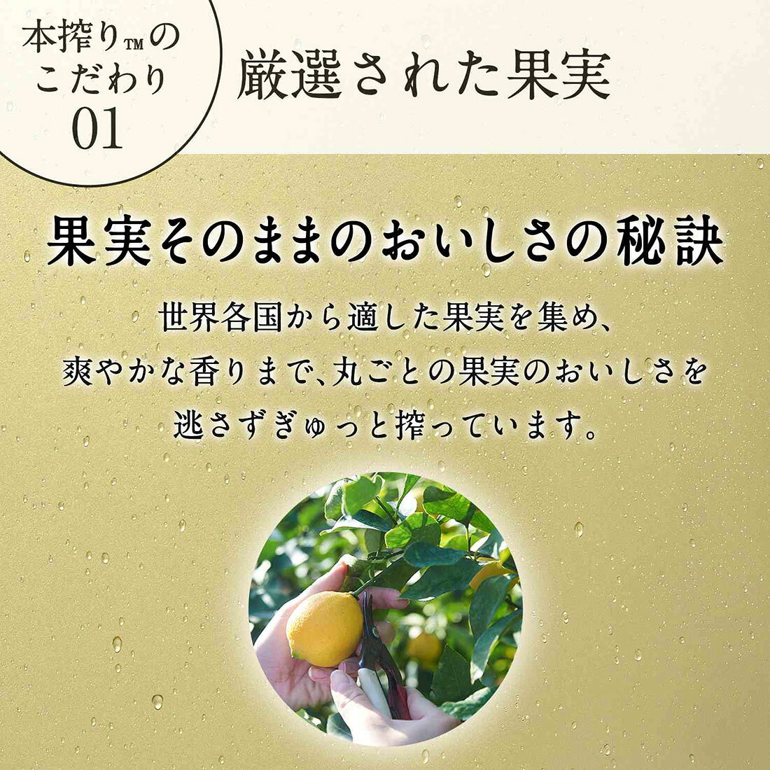 本搾り ピンクグレープフルーツ｜楽天マート - ネットスーパー