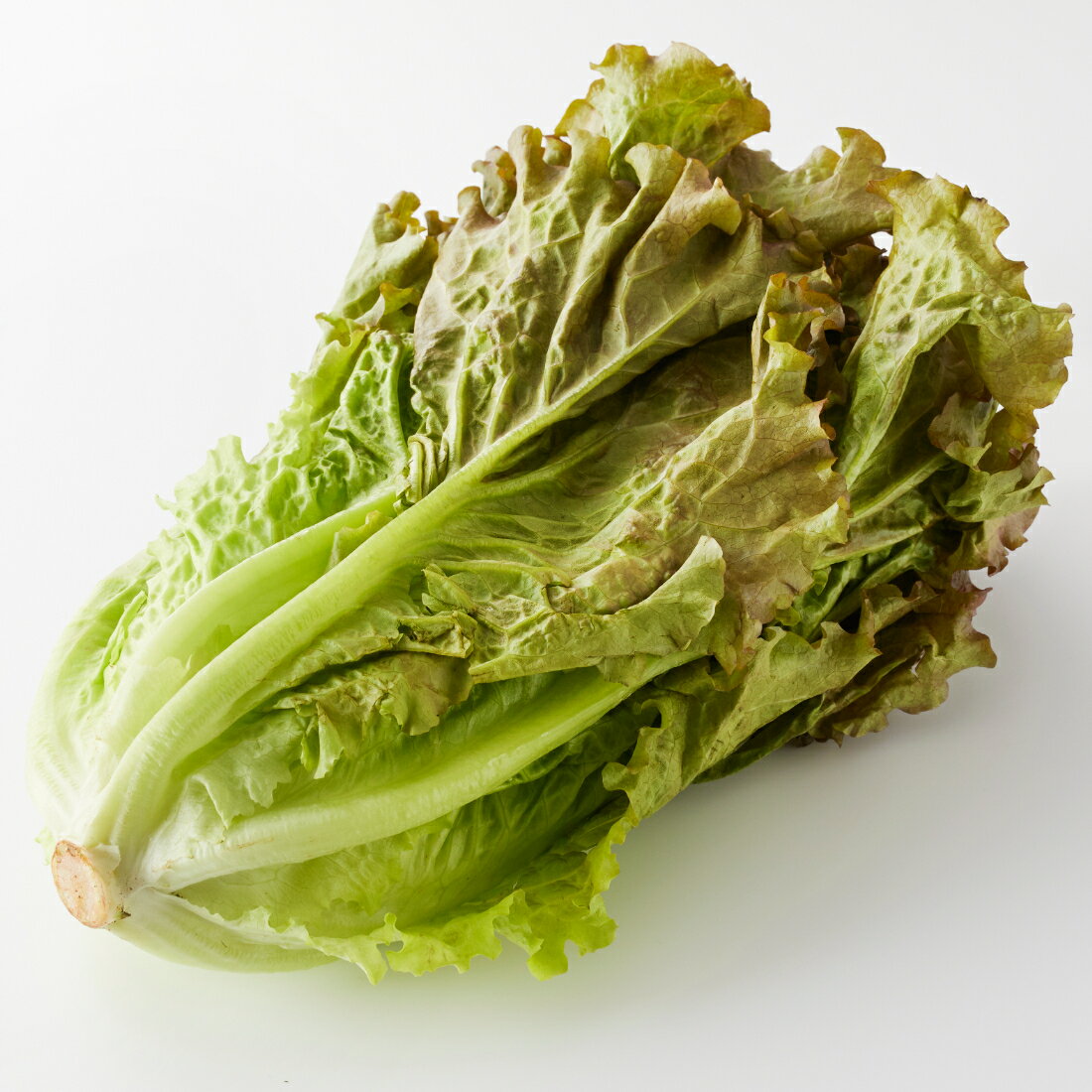 サニーレタス｜楽天マート - ネットスーパー