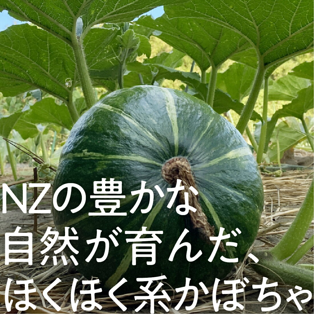 Oisix]レンジで簡単！パッとかぼちゃ｜楽天マート - ネットスーパー